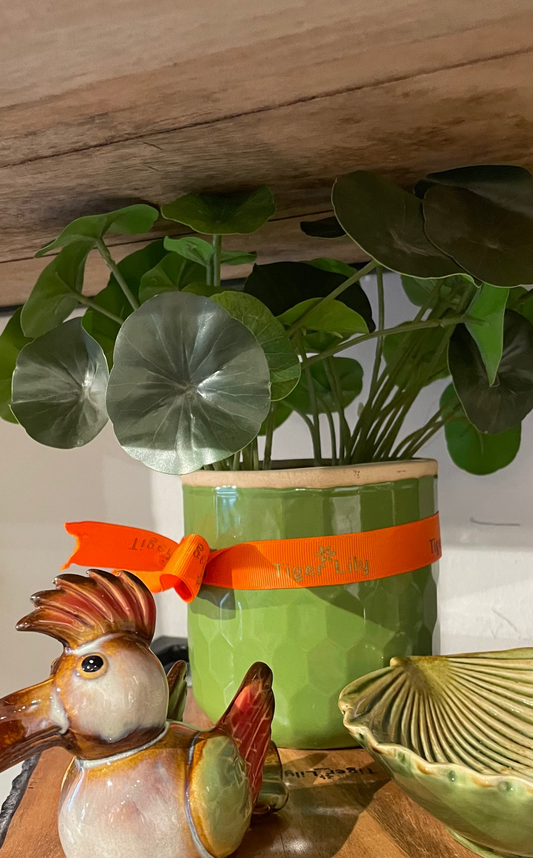 Lotus Bunch in Planter