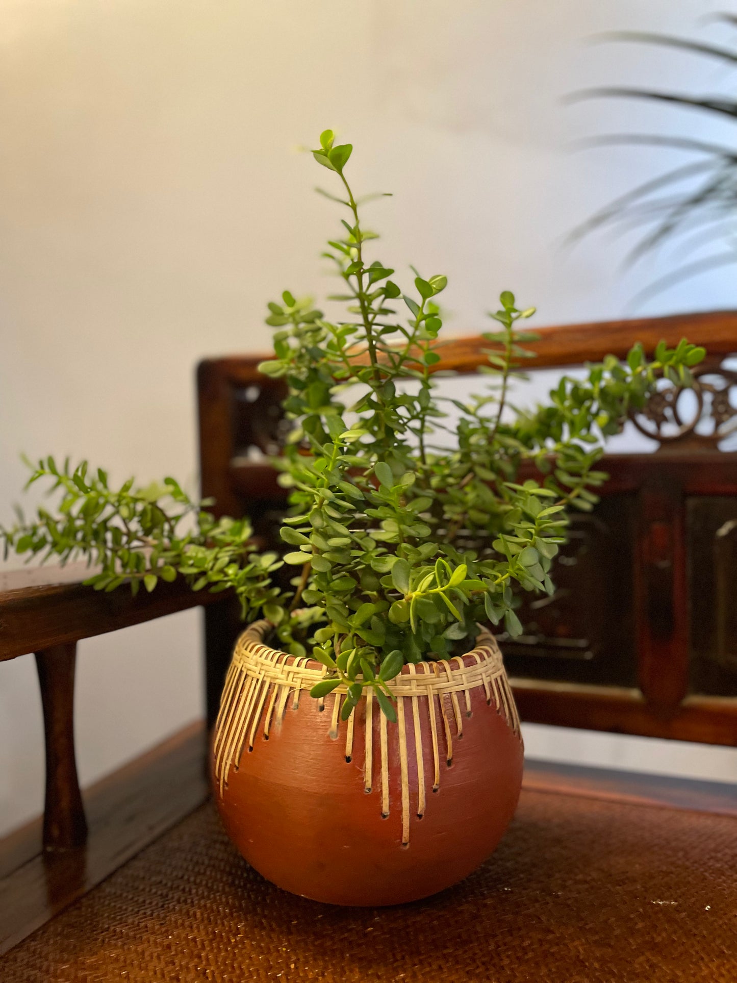 Terracotta & Rattan Weave Planter