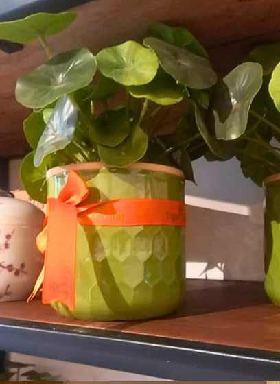 Lotus Bunch in Planter