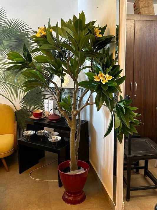 Champa Tree